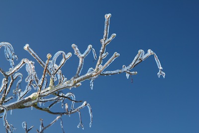 example image, an icicle branch