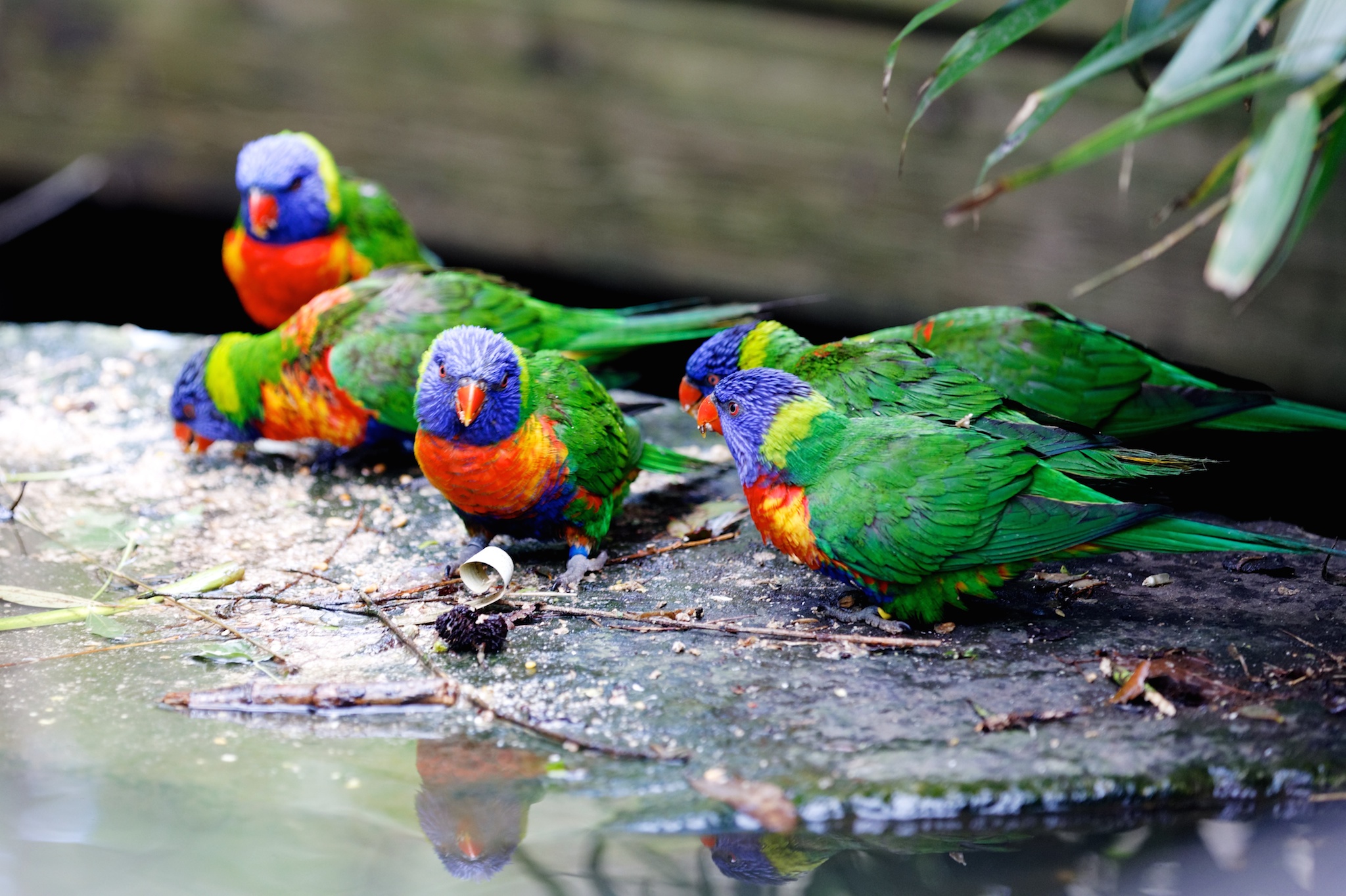 Lorikeets feed by the pool.